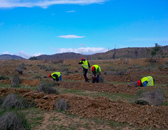Almadanya plante un million d'arbres en Tunisie